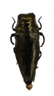 Taphrocerus sp2