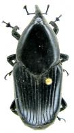 Rhynchodynamis politus  Gyllenhal, 1838