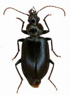 Platynini Gen sp12