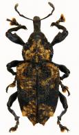 Heilipodus bellicosus  Boheman, 1833