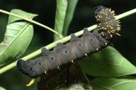 Manduca lucetius.