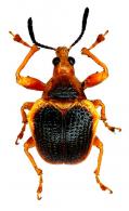 Clinolabus angulatus (Fabricius,1787)