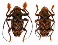Aegomorphus chrysopus  (Bates, 1861)  ♂ & ♀