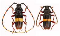 Andraegoidus lacordairei  (Dupont, 1838)  ♂ & ♀