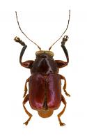Cryptocephalinae Gen sp5