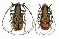 Caciomorpha buquetii Guérin-Méneville, 1844  ♂ & ♀