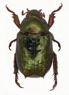 Hoplopelidnota metallica  Laporte, 1840