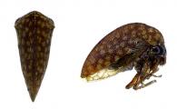 Amastris sp2