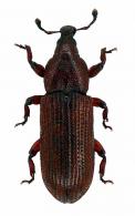 Cossonus sp1