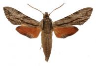 Erinnyis obscura obscura  (Fabricius, 1775)