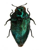 Leiopleura sp3
