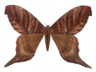 Paradaemonia gravis (Jordan, 1922)