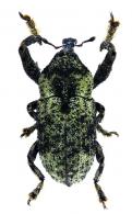 Episcirus sp11