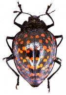 Erotylus giganteus (Linné, 1758)
