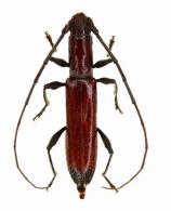 Neocompsa limatulata  Martins & Napp, 1986