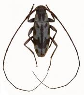 Acanthocinini Gen sp G216