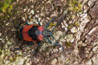 Hileolaspis auratus