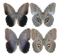 Caligo eurilochus eurilochus (Cramer, 1775)   ♂ & ♀