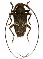 Leptocometes acustipinnis  (Bates, 1863)