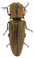 Chalcolepidius similis  Casari, 1999