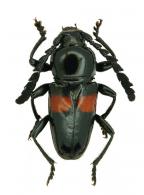 Lissonotus sp G497