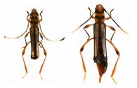Xenocrasis politipennis  Tavakilian & Penherrera-Leiva, 2003 ♂ & ♀