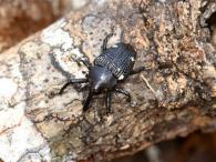 Homalinotus hystrix