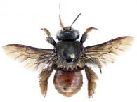 Centris longimana  Fabricius, 1804