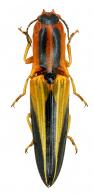 Semiotus convexicollis Blanchard, 1843