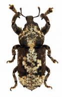 Nettarhinus anthribiformis  Schöenherr, 1826