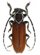 Esthlogena (Esthlogena) albolineata  (Breuning, 1940)