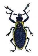 Naupactus chevrolati  Boheman, 1840