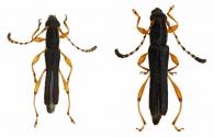 Paraeclipta soumourouensis (Tavakilian & Penaherrera-Leiva, 2003) ♂ & ♀