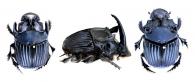 Sulcophanaeus faunus   (Fabricius, 1775) ♂ & ♀
