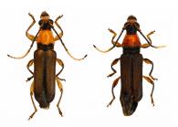 Oxylymma faurei Penaherrera-Leiva & Tavakilian, 2003 ♂ & ♀