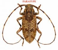Oxathres kawensis Roguet, 2024 PARATYPE