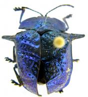 Omocerus bicornis  (Linné, 1763)