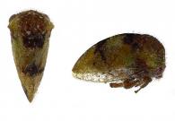 Amastris sp3