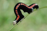 Geometridae Gen sp