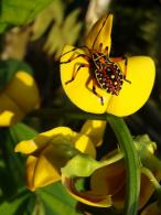 Reduvidae Gen sp larve