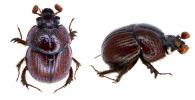 Bolbapium caesum (Klug, 1843)
