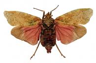 Enchophora maculata O’Brien, 1988