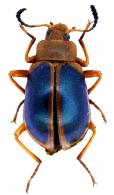 Poecilesthus marginipennis Mäklin, 1878