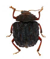 Eumolpinae Gen sp1