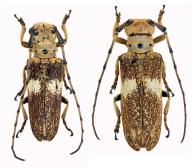 Laticranium mandibulare  Lane, 1959  ♂ & ♀
