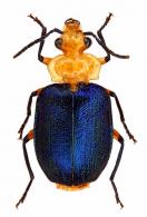 Cryptobatis cf. chontalensis  Bates, 1883