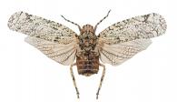 Dilobura corticina (Burgmeister, 1835)