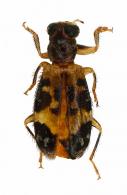 Cleridae Gen sp12