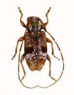 Acanthocinini Gen sp G406