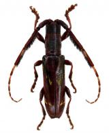 Symperga balyi   (Thomson, 1860)